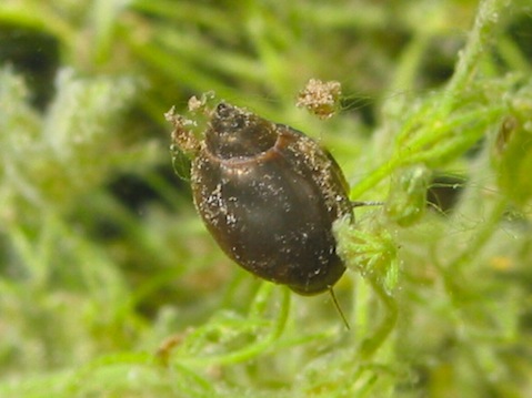The Common Tadpole Snail