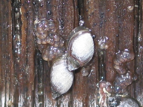 Banff Springs Snails