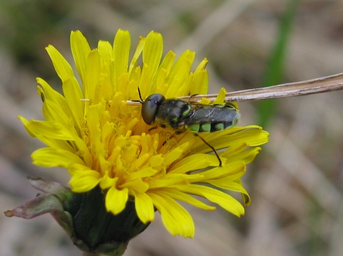An adult Soldier Fly (Family Stratiomyidae).