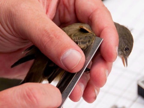 Measuring the wing of a Willow Flycatcher. Photos by Karsten Heuer.