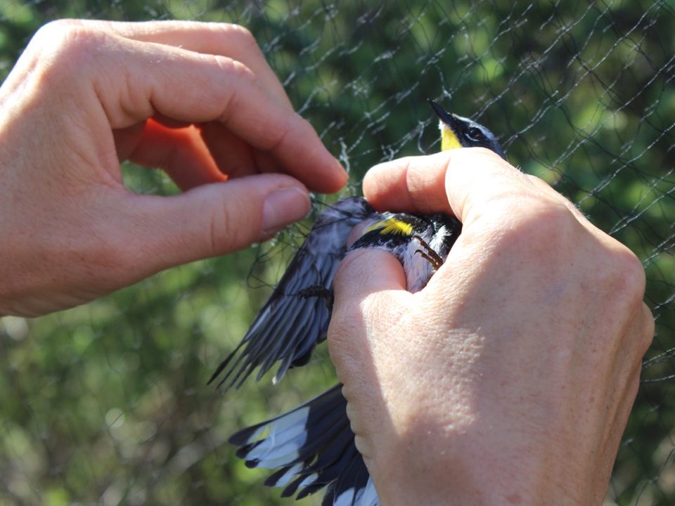 Volunteer removes an Audubon's Warbler from the mist net.