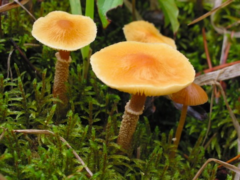Cystoderma amianthinum - Saffron Parasol