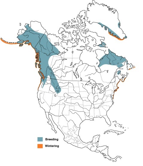 Harlequin Ducks - Bow Valley Naturalists