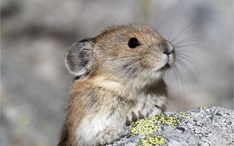 image of pika