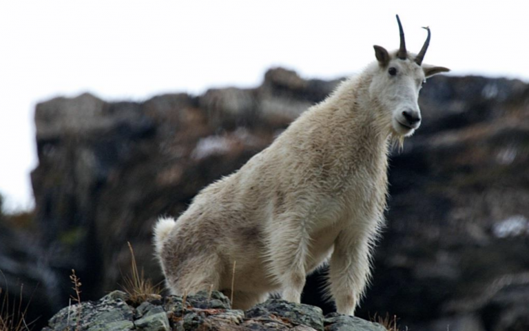 image of mountain goat