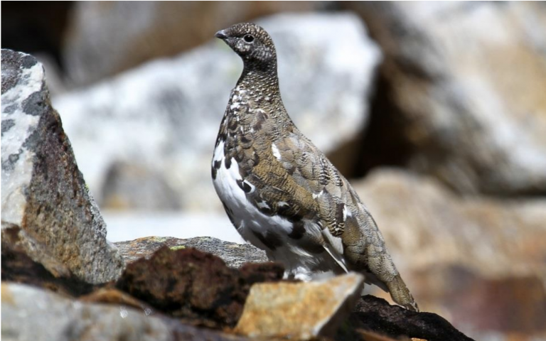 image of ptarmigan