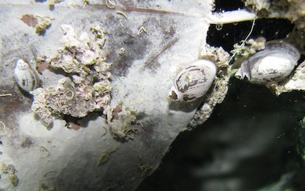 Physella johnsoni – Banff Springs Snail