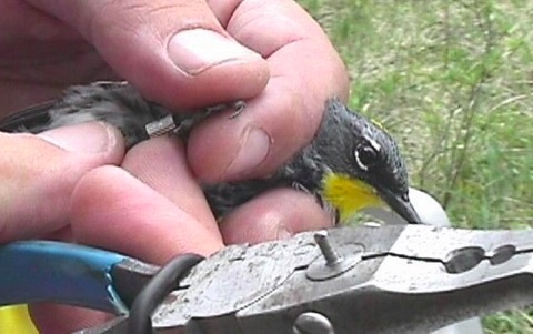 Placing a band on a Yellow-rumped (Audubon’s) Warbler
