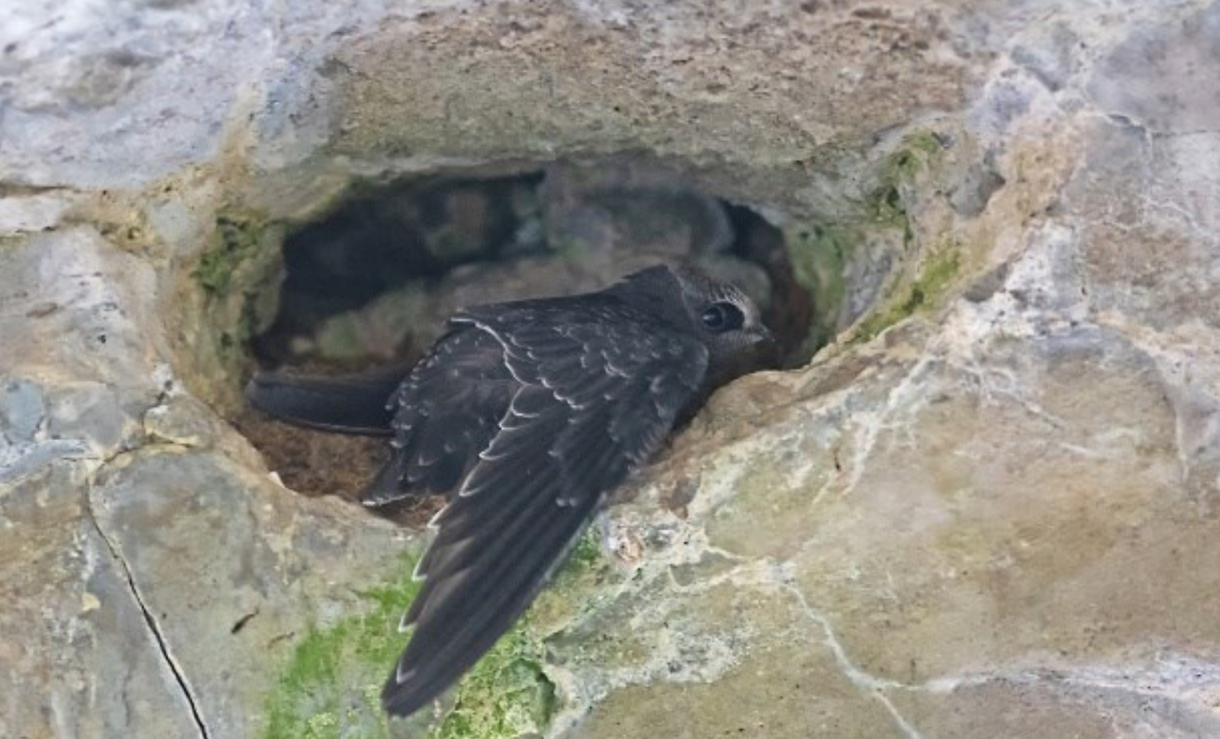 Black Swift (Cypseloides niger) nest