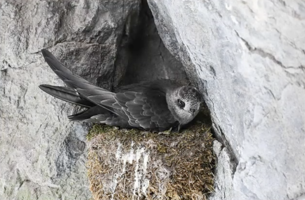 Black Swift in nest