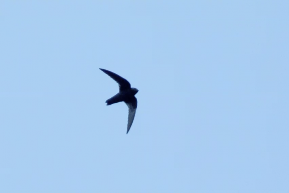 Black Swift flying