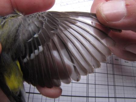 Wing of a Second Year (SY) Yellow-rumped Warbler